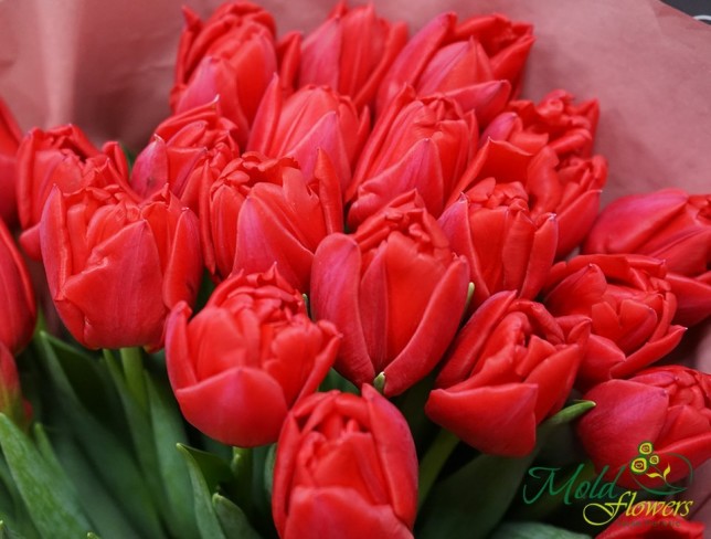 Bouquet of 31 Red Tulips photo